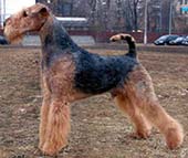 Stargus Galiano